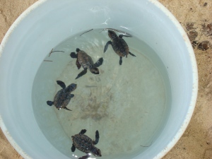 We helped baby turtles get back to the ocean